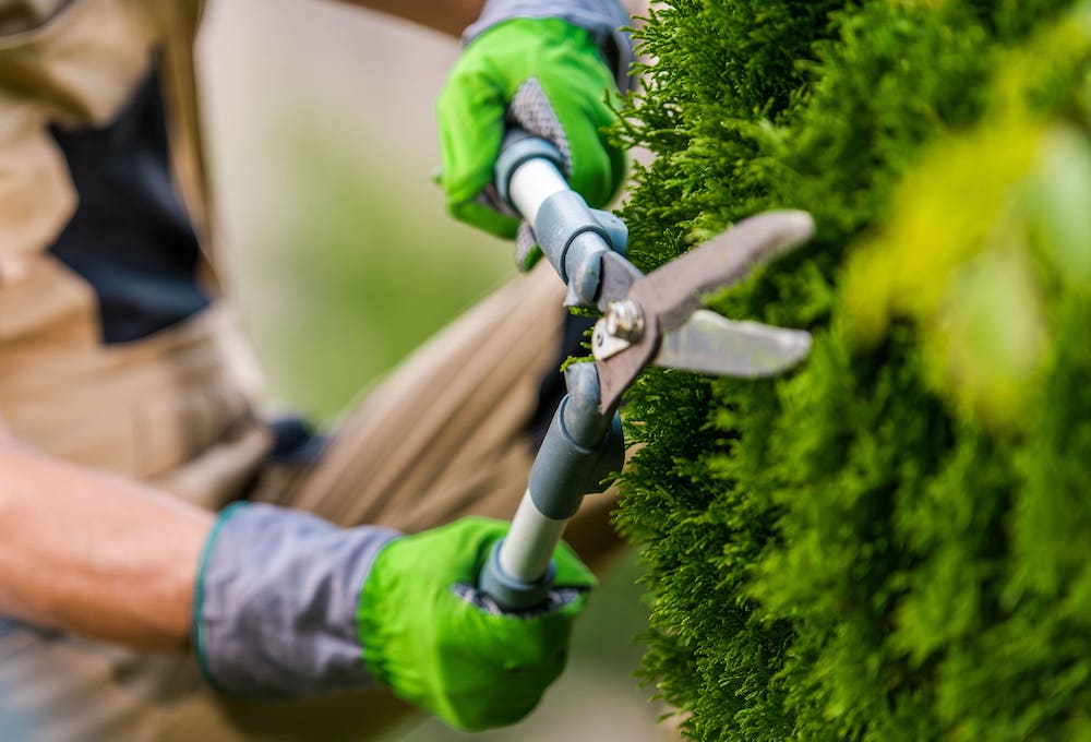 Man pruning tree